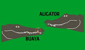 Aligator vs Buaya