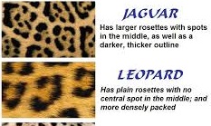 pola jaguar dan leopard